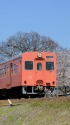 桜と関東鉄道キハ101