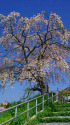 今年も満開・御池の滝桜