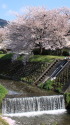 京都・山科川の春