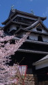 松江城の桜