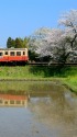 桜咲く春の小湊鉄道 飯給駅