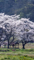 山里の桜