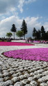 芝桜の丘2
