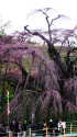 まもなく開花 三春の滝桜