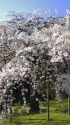 小石川後楽園の桜