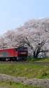 船岡の桜とEH500貨物列車