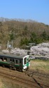 桜と719系電車