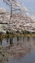 水辺の桜並木