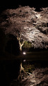 桜～ライトアップ
