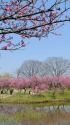 花桃と新緑の風景