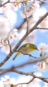 ウメジロー36