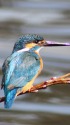 カワセミ