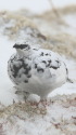 雷鳥荘のまだら君