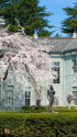 あがたの森公園の桜