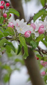 りんごの花 (4) りんごの花 (4)