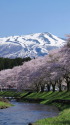 直世の桜並木