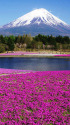 富士山と芝桜