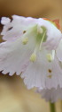 可憐な山野草