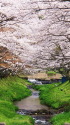 湯沢の桜並木