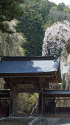 青松山長興寺の枝垂れ桜