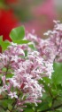 リラの花