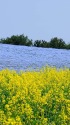 ネモフィラと菜の花の丘