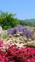 花と新緑の風景
