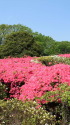 植物園のツツジ園