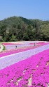 世羅の芝桜