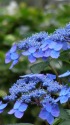 紫陽花(クロヒメ)