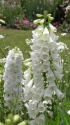 ホワイトガーデン(ジキタリス)