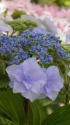 紫陽花(星の桜)