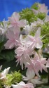 紫陽花(まほろば)