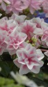 紫陽花(ピーターパン)
