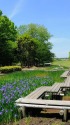 アヤメの咲く公園