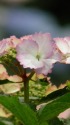 紫陽花(初恋)