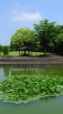 睡蓮の咲く公園