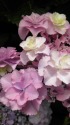 紫陽花(フラメンコ)