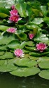 睡蓮