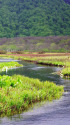 6月の尾瀬