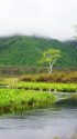 6月の尾瀬