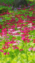 花の森・四十八滝山野草花園 