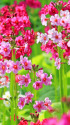 花の森・四十八滝山野草花園 