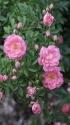 ピンクの薔薇
