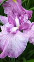 菖蒲(京舞)