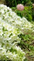 柏葉紫陽花
