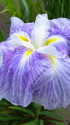 花菖蒲