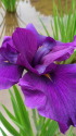 花菖蒲(紫衣の誉)