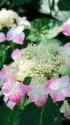 ピンク色の額紫陽花