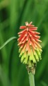 道端の花？